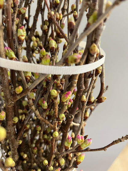 Keio Sakura 日本樱花｜Japan