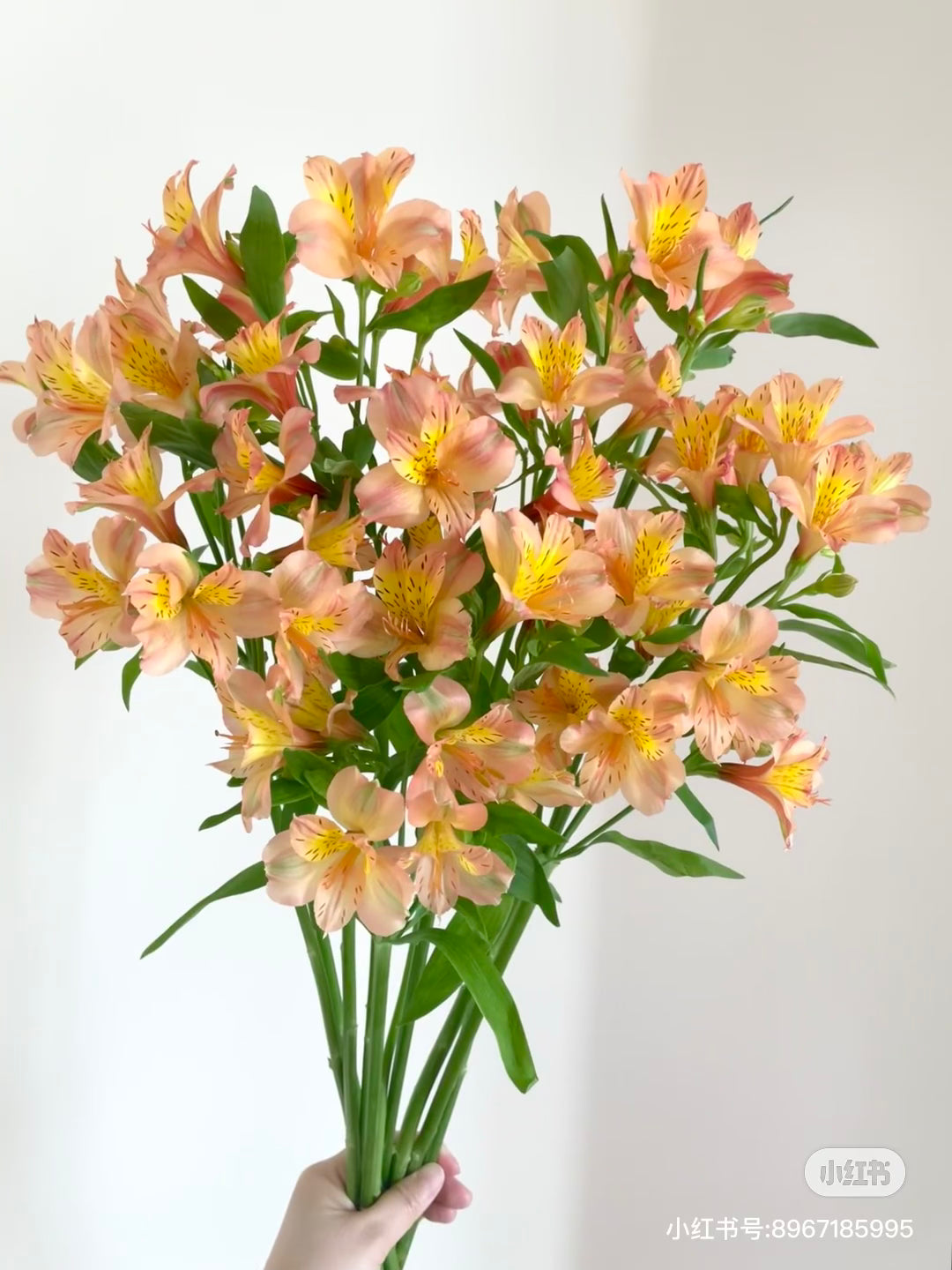 Peruvian Lily 水仙百合｜10 Stalks