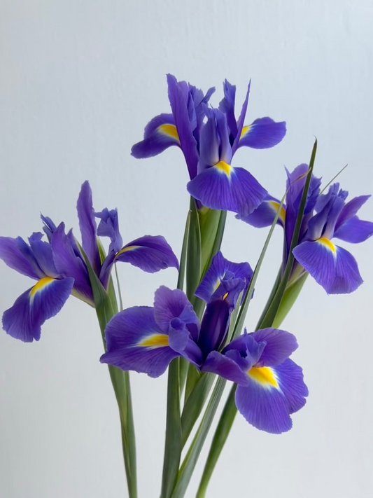 Iris 鸢尾｜10 Stalks [CN]