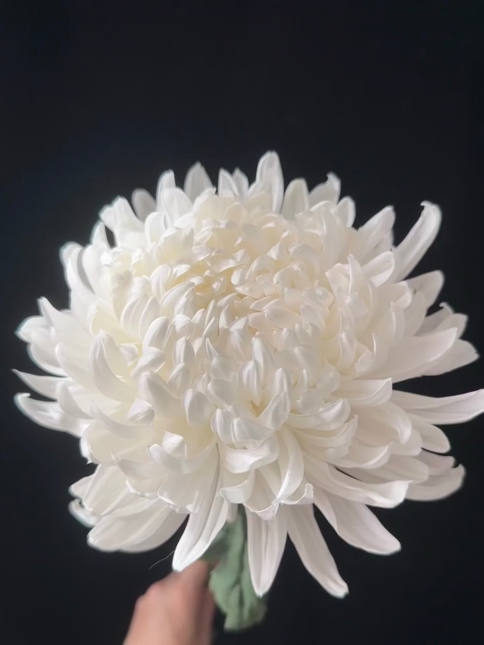 Chrysanthemum Dye Colour 牡丹菊｜5 Stalks [Malaysia]