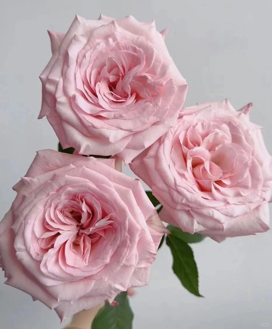 Pink O'Hara 粉荔枝｜Rose ｜ 20 Stalks [CN] – FLOWERSCENT