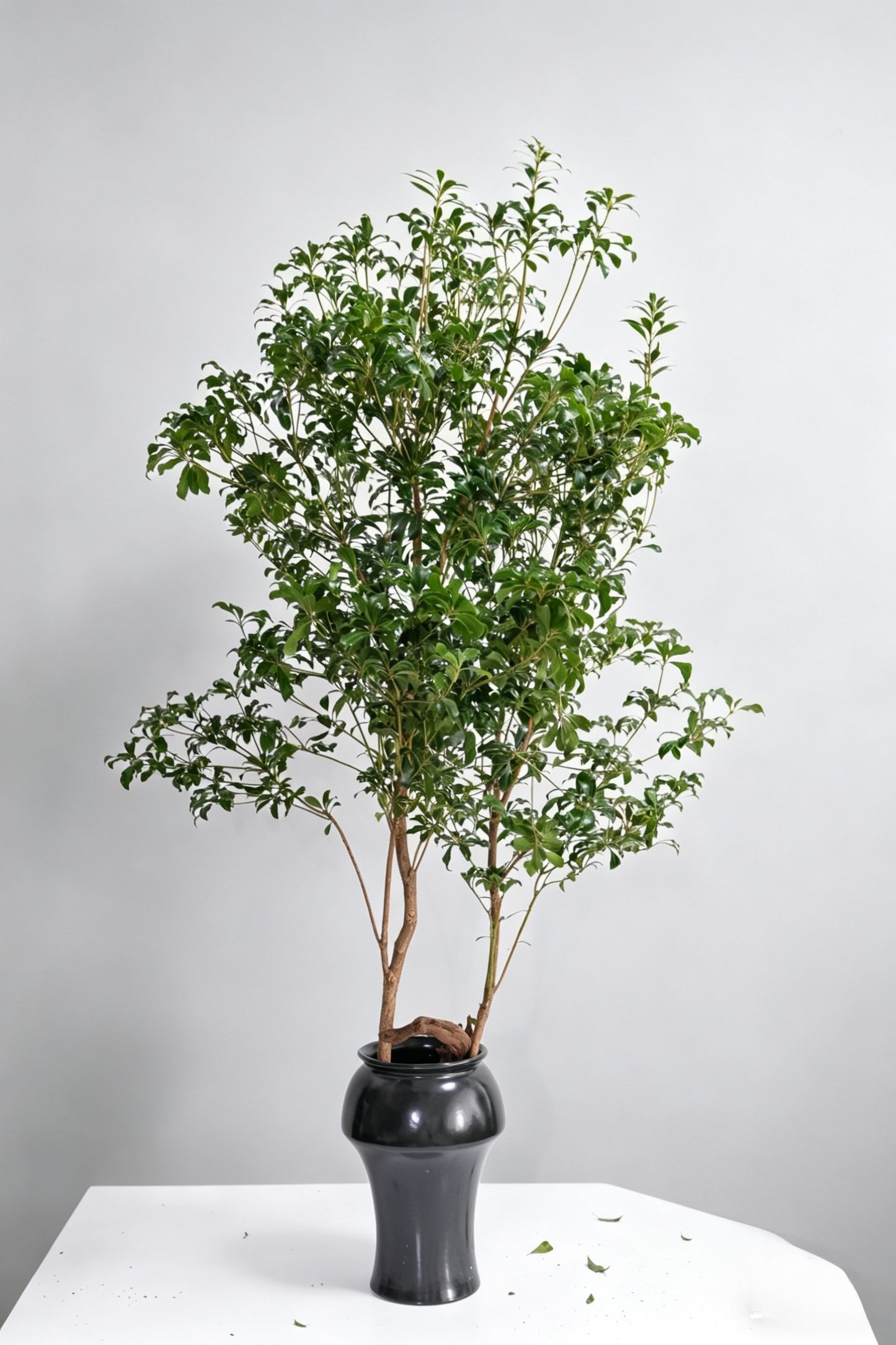 Pieris Japonica 马醉木｜120-130cm （1/2 Stems）｜Japan