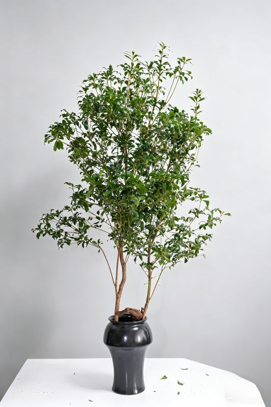 Pieris Japonica 马醉木｜120-130cm （1/2 Stems）｜Japan