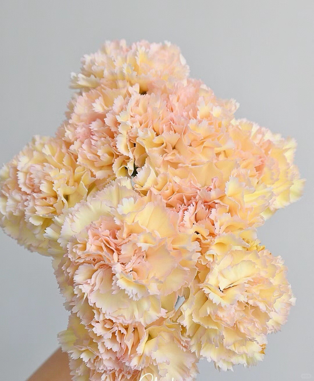 可可西里 ｜Carnation｜20 Stalks [CN]