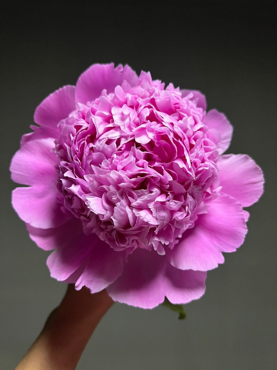 Peony 蓝富士 ｜5 Stalk [CN]