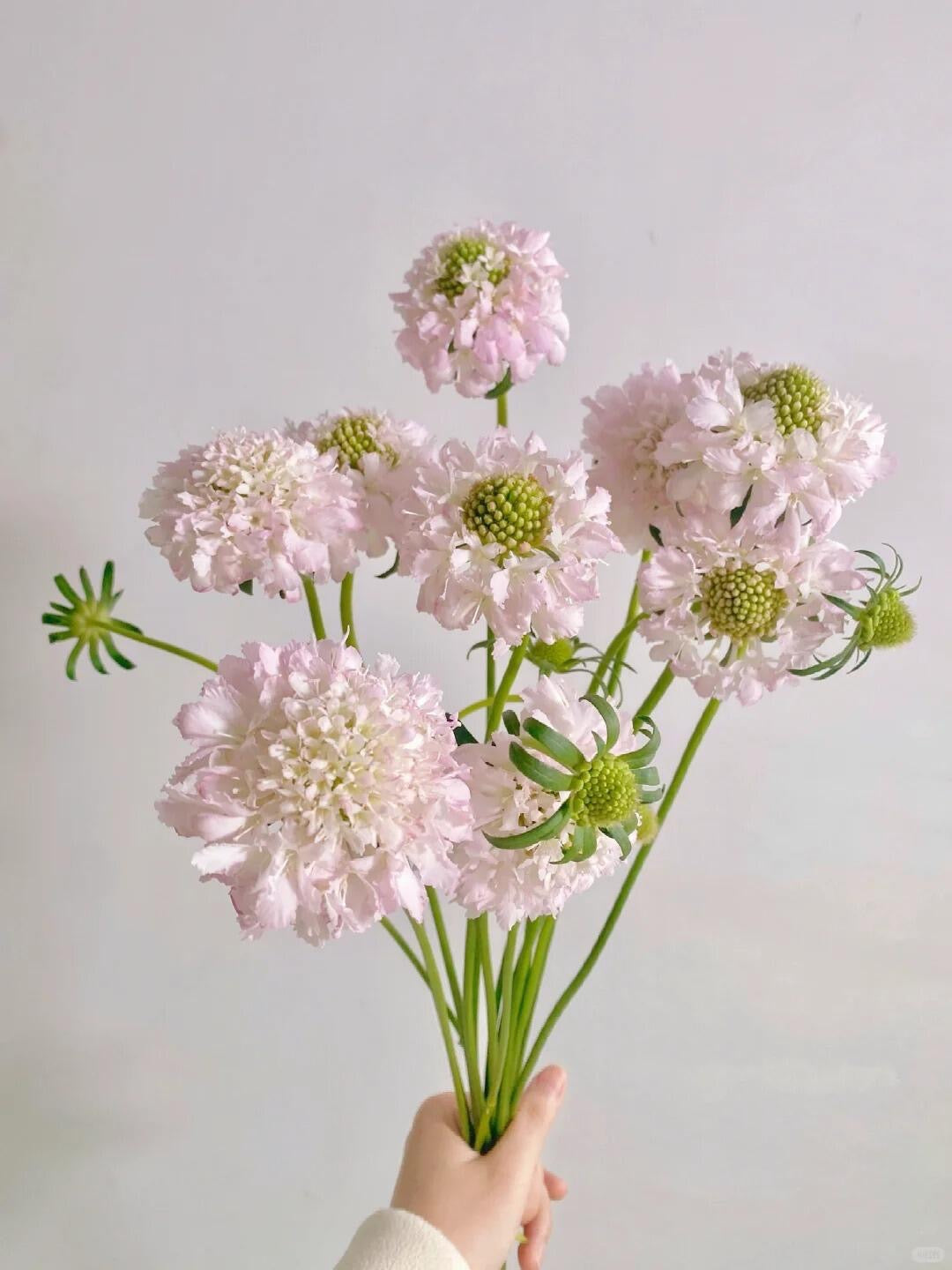 Scabiosa 松虫草 ｜1 bundle [CN]