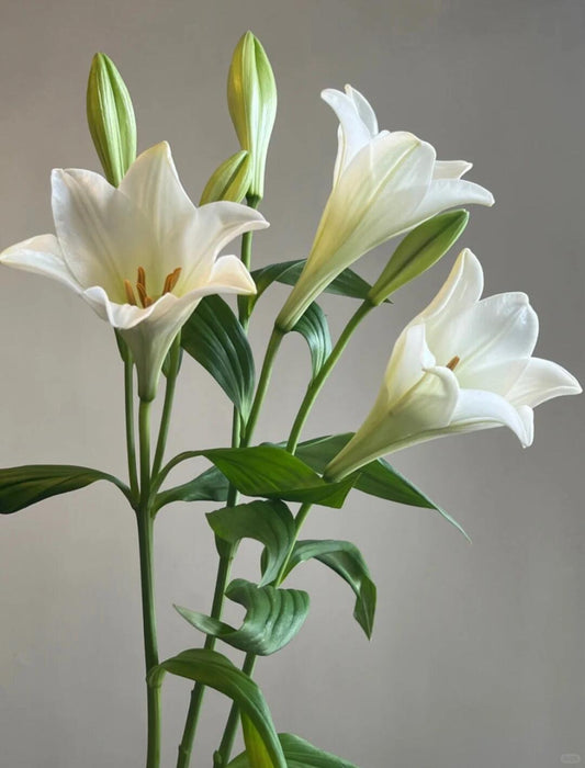 Lilies White｜10 Stalks [CN]