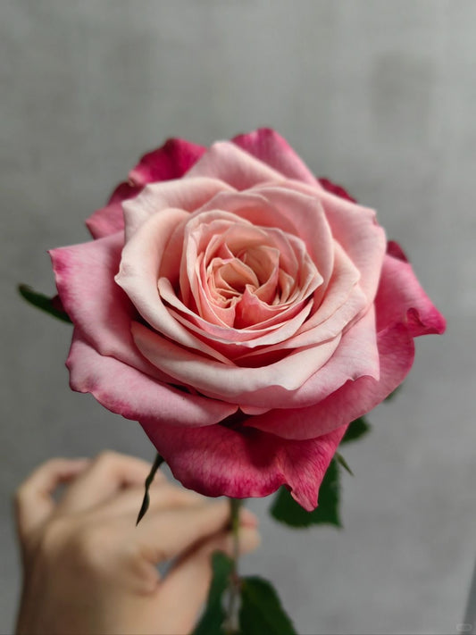 Alter Ego 闺蜜｜Rose｜20 Stalks [CN]