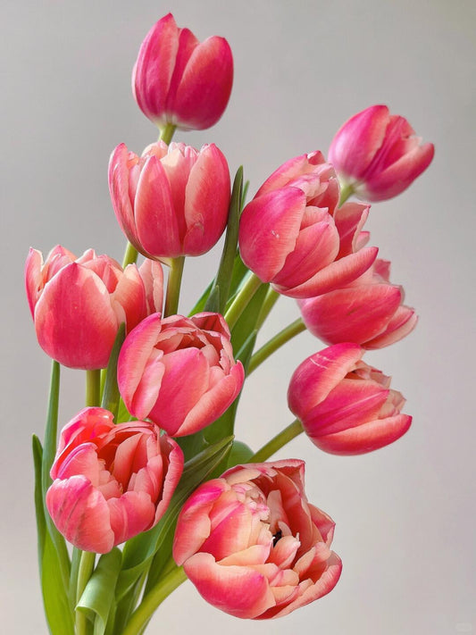 Tulips 草莓松饼｜10 Stems [CN]