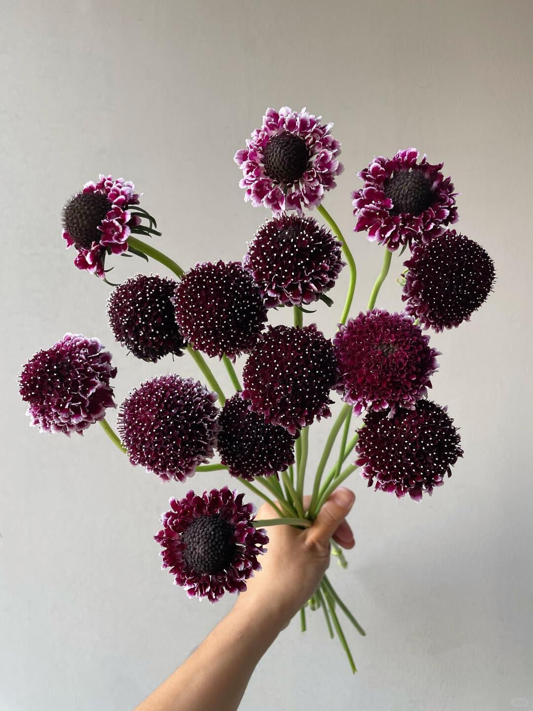 Scabiosa 松虫草 ｜1 bundle [CN]