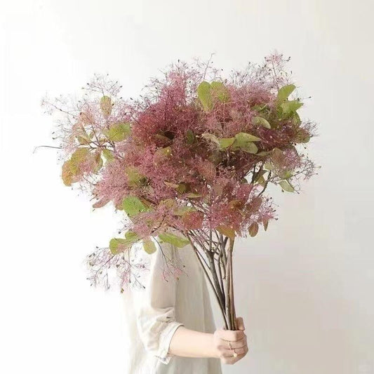 Cotinus 雾中情人｜1 Bundle [CN]