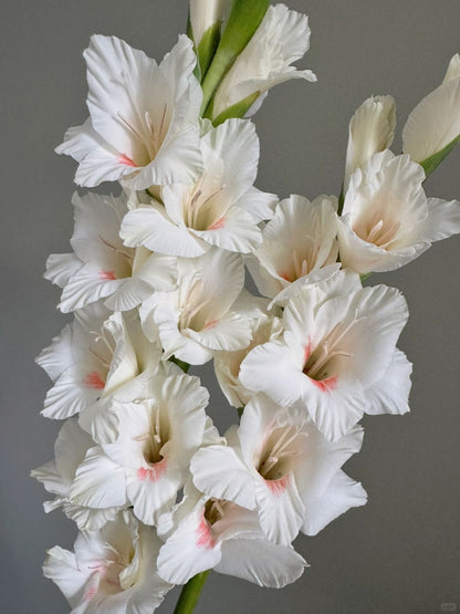 Gladiolus ｜10 Stalks [Holland]