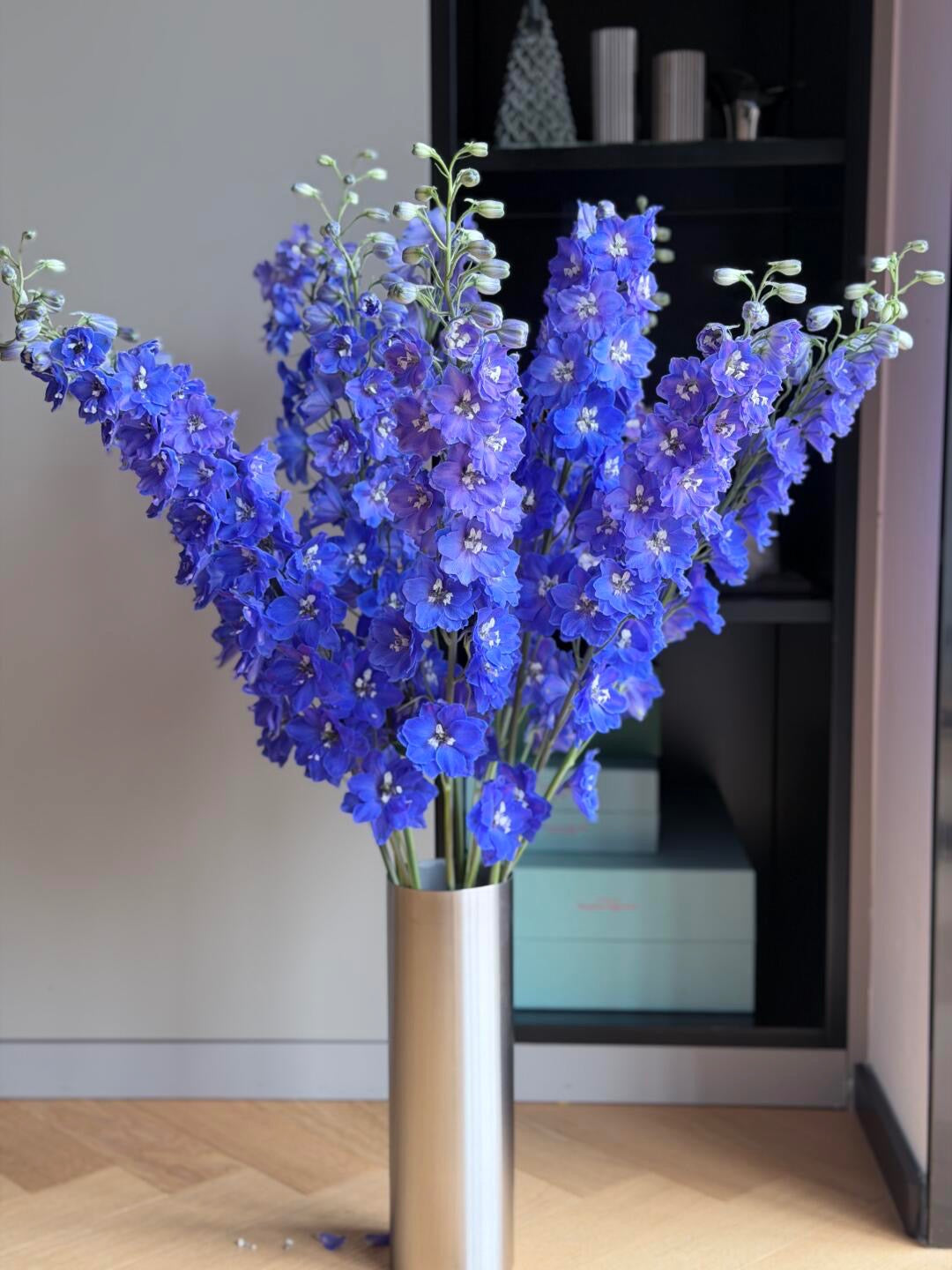 Delphinium 大飞燕｜5 Stalks [CN]