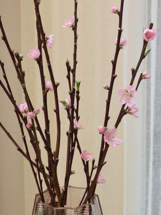 Peach Blossom 桃花｜1 Bundle [Italy]