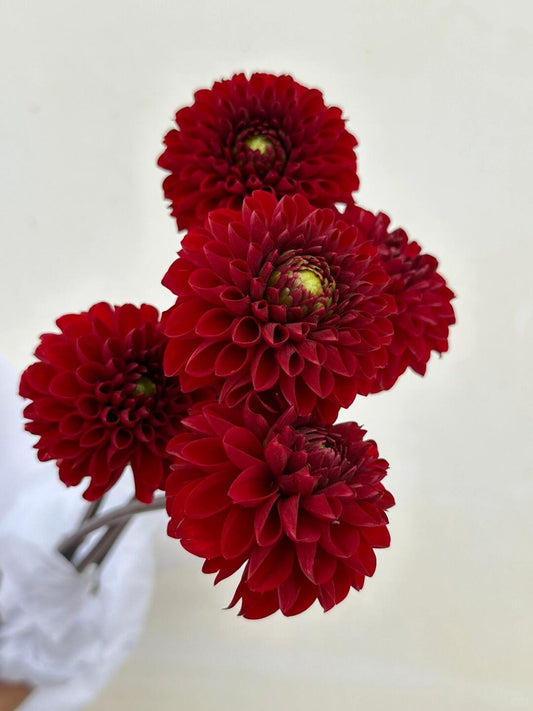 Dahlia 维京人｜5 Stalks [CN]