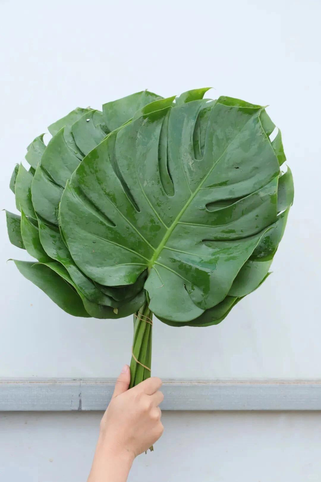 Monstera 龟背叶｜10 Stalks [Malaysia]