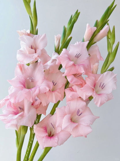 Gladiolus ｜10 Stalks [Holland]