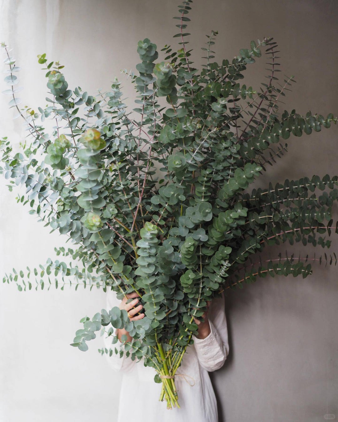 Eucalyptus Baby Blue 小叶多枝尤加利 [CN]