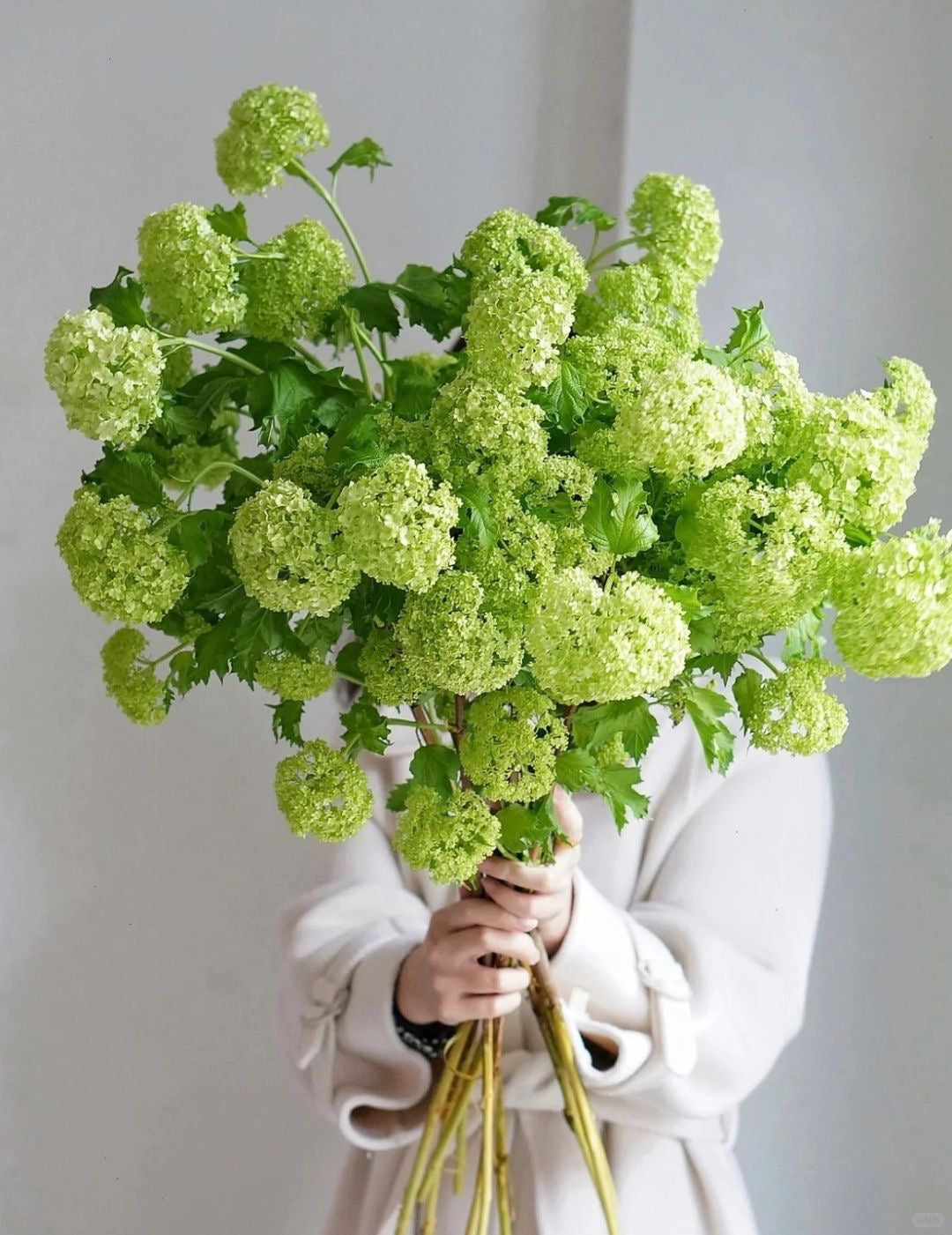 Roseum Green｜5 Stalks