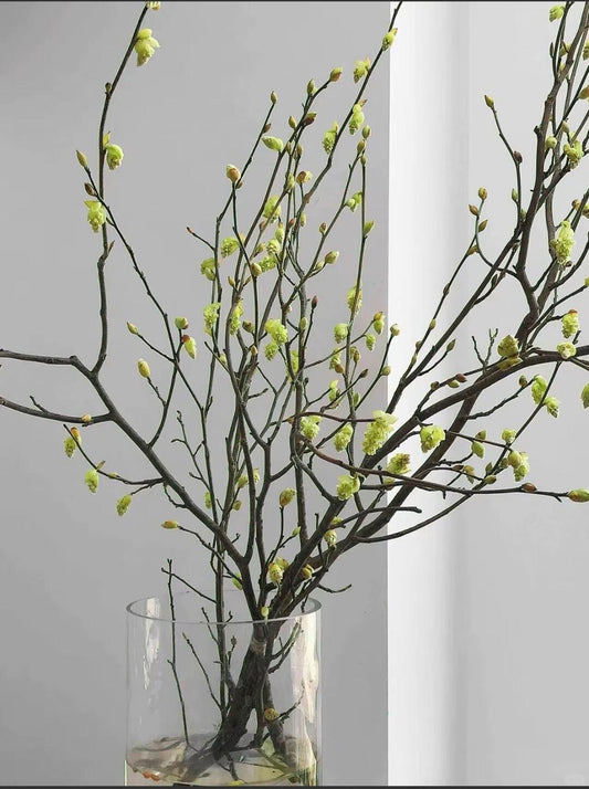 Corylopsis Sinensis 蜡瓣花｜1 Bundle [CN]