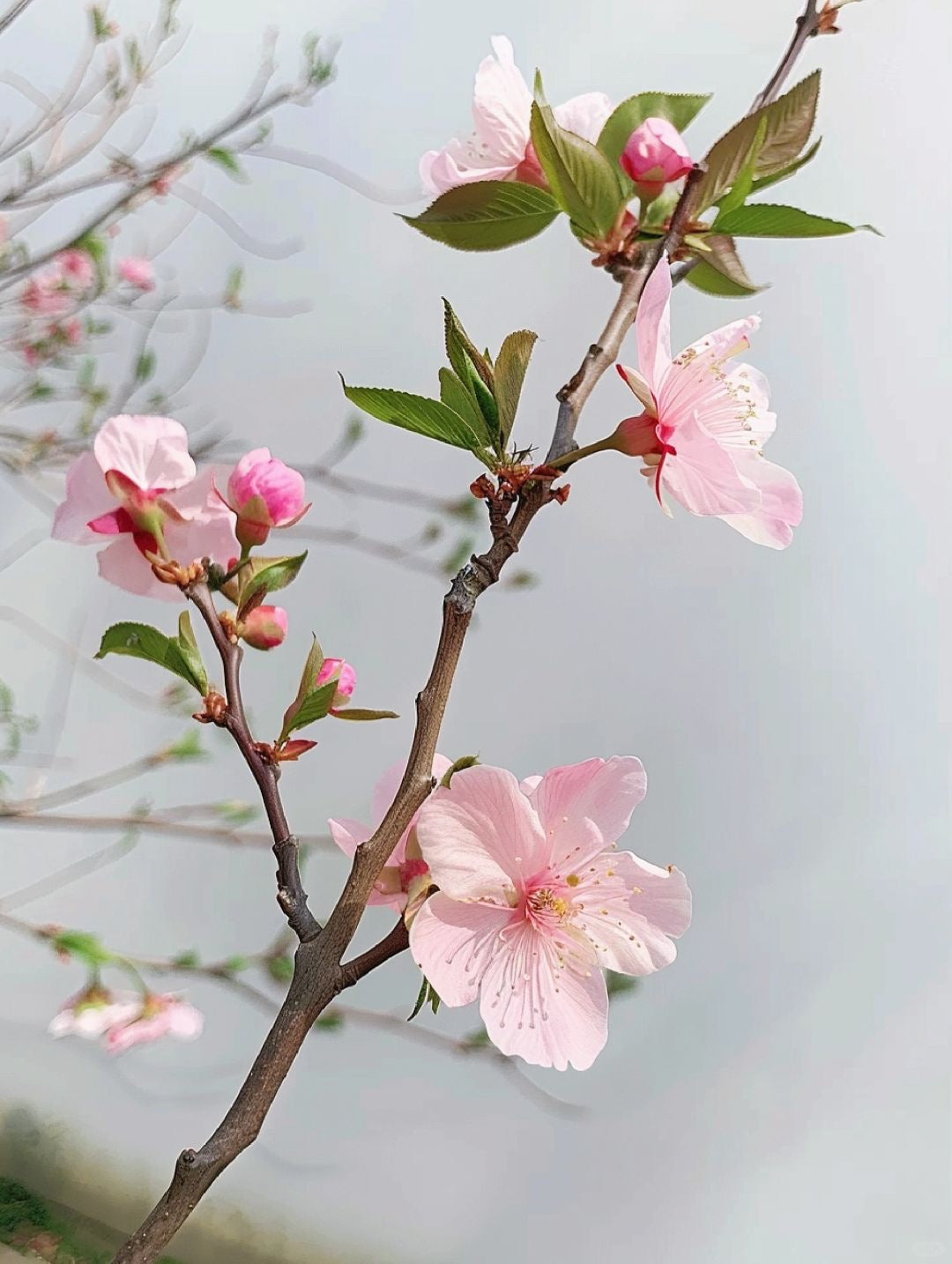Peach Blossom 桃花｜1 Bundle [CN]