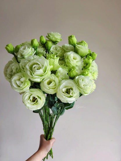 Eustoma 洋桔梗｜1 Bundle [CN]