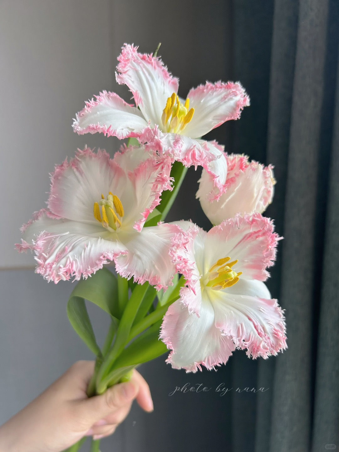 Tulip 凯瑟琳｜10 Stems [CN]