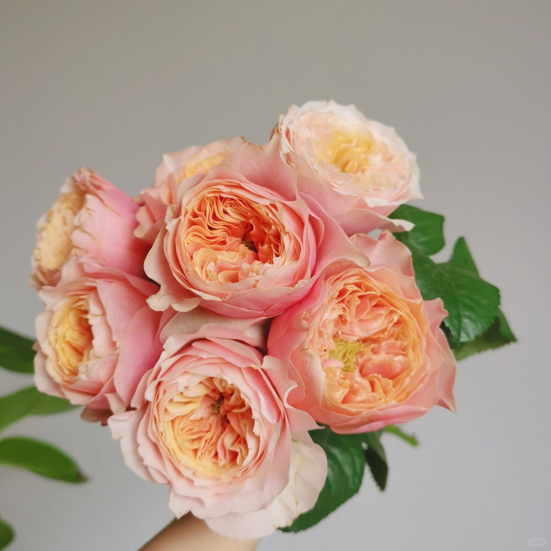 Dream Ruffle Rose Dream 入梦|Rose|10/20 Stalks – FLOWERSCENT