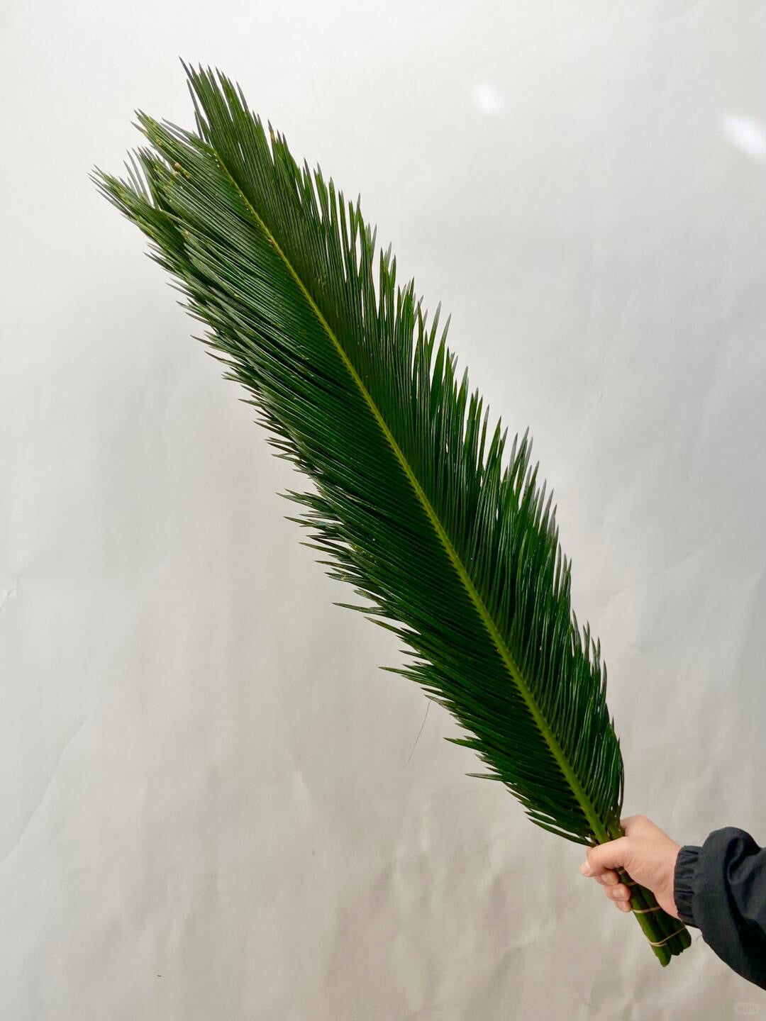 Cycas 苏铁叶 ｜5 Stalks [Malaysia]