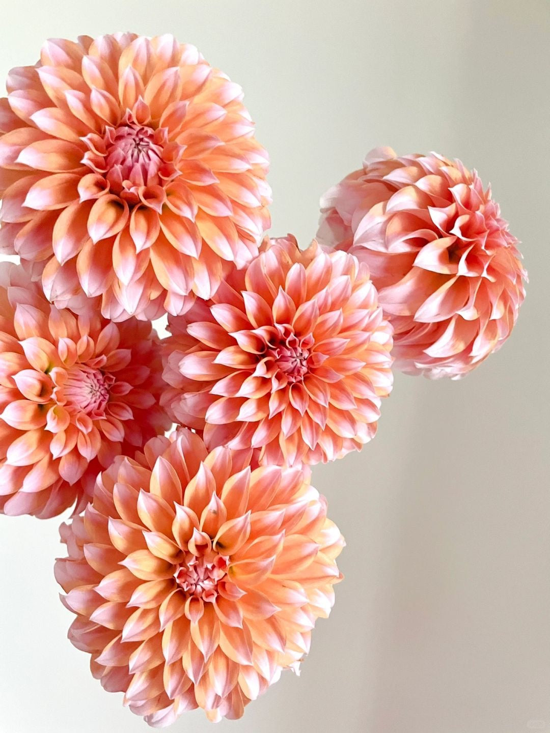Dahlia 奶油桃子| 5 Stalks [CN]