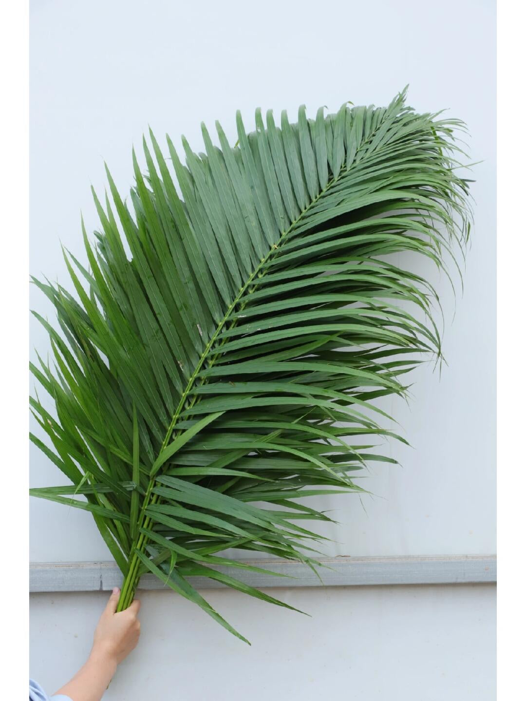 Palm Leave 散尾葵｜20 Stalks [Malaysia]