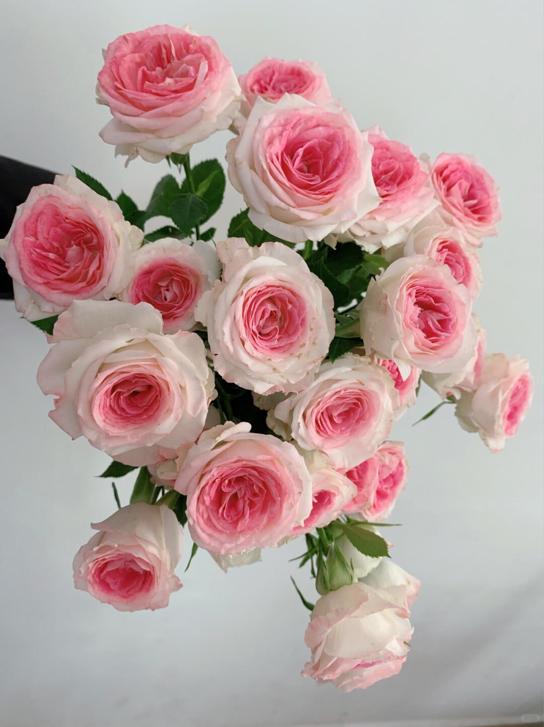 午夜魔法｜Spray Rose｜10 Stalks [CN]