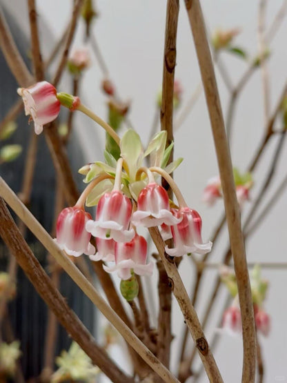 Goldbell 金钟花｜1 Bundle [CN]