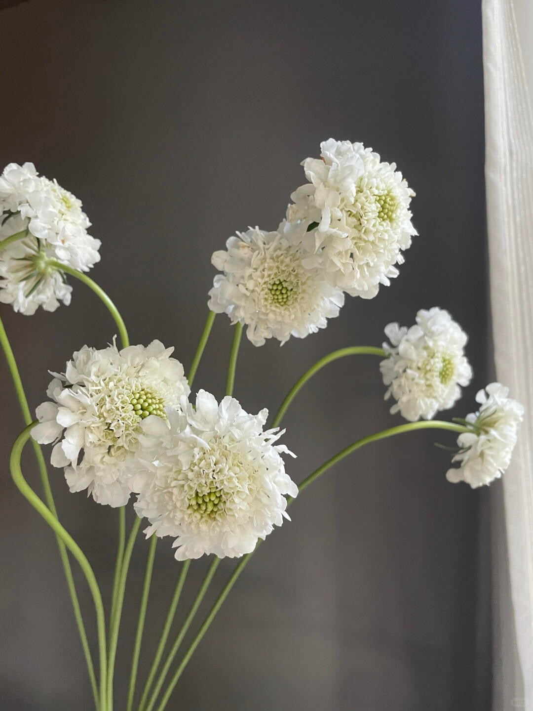 Scabiosa 松虫草 ｜1 bundle [CN]