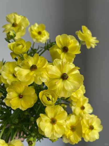 Ranunculus Butterfly 蝴蝶洋牡丹｜1 Bundle [CN]