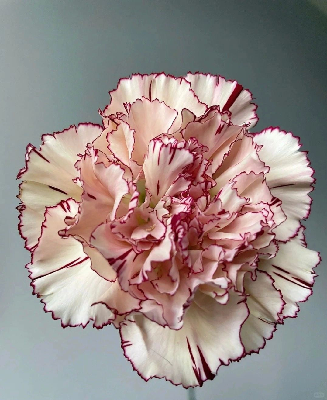 玛雅公主｜Carnation｜20 Stalks [CN]