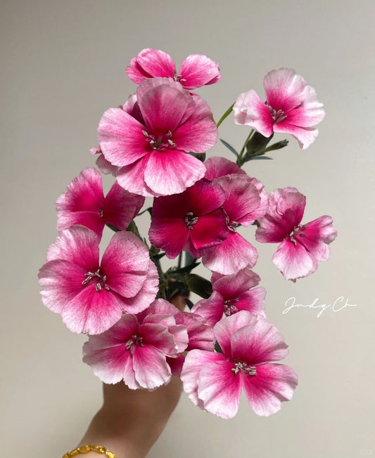 迪西｜Spray Carnation｜20 Stalks [CN]