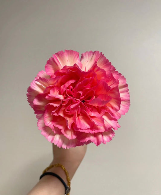 水蜜桃｜Carnation｜20 Stalks [CN]