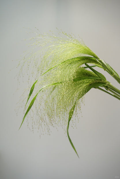 Fountain Grass 喷泉草｜1 Bundle [CN]