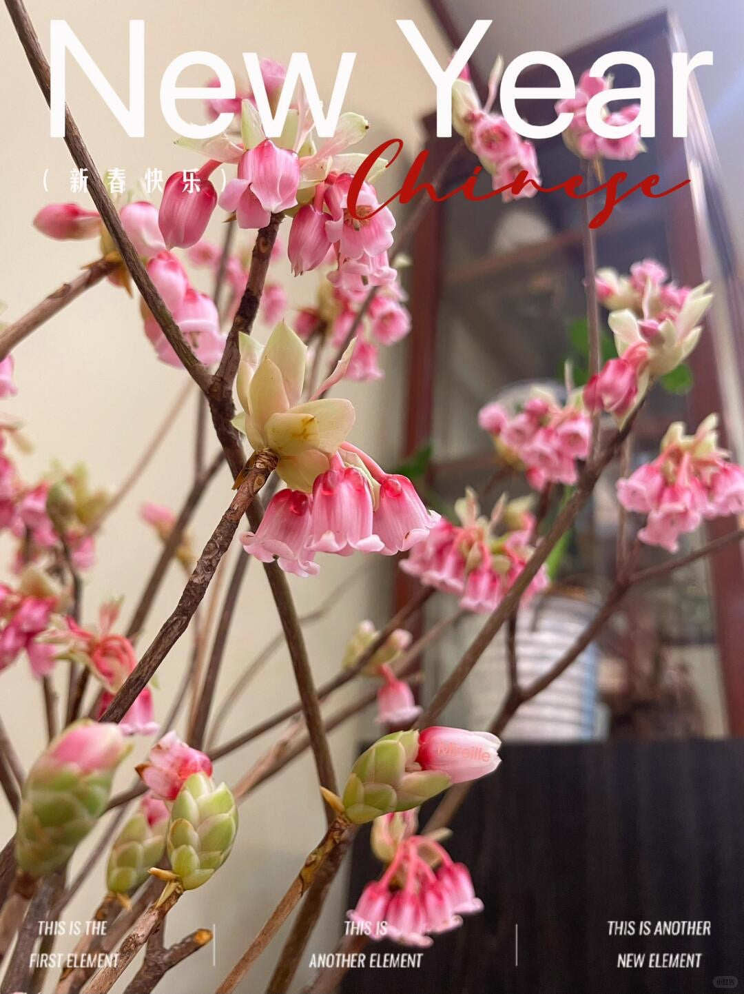 Goldbell 金钟花｜1 Bundle [CN]