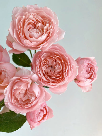 Julieta 朱丽叶塔｜Spray Rose｜10 Stalks [CN]