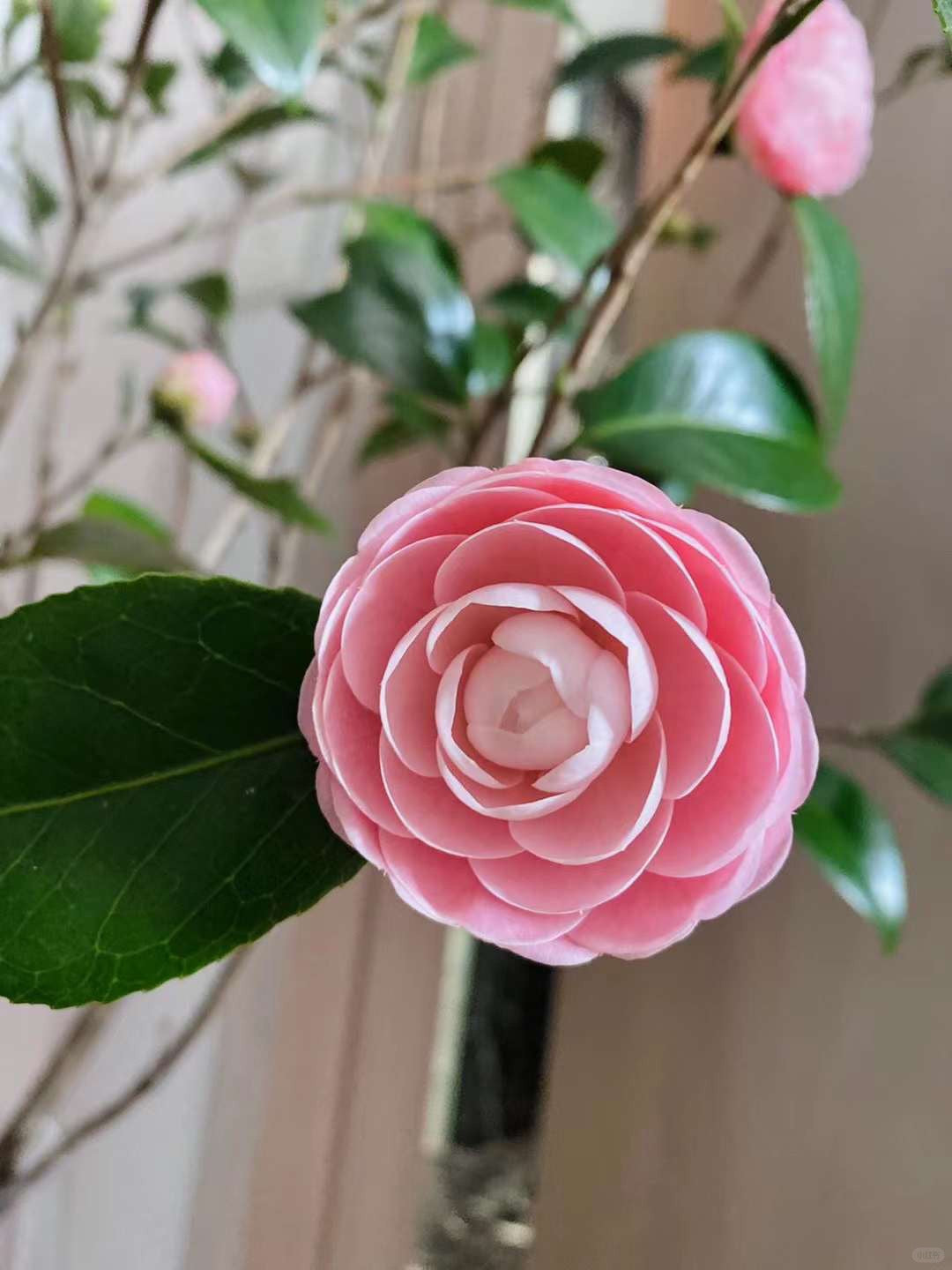 Camellia Japonica Otome Tsubaki 山茶花｜Japan
