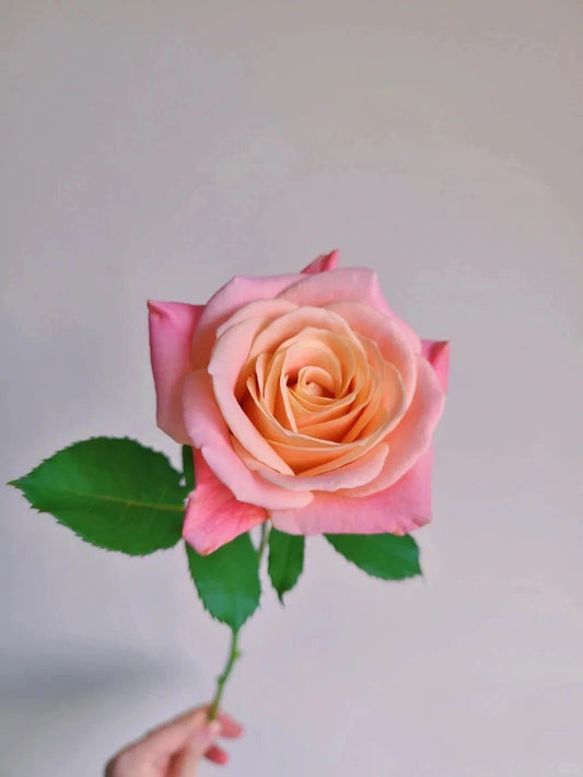 Miss Zhu 朱小姐 ｜Rose ｜20 Stalks [CN]