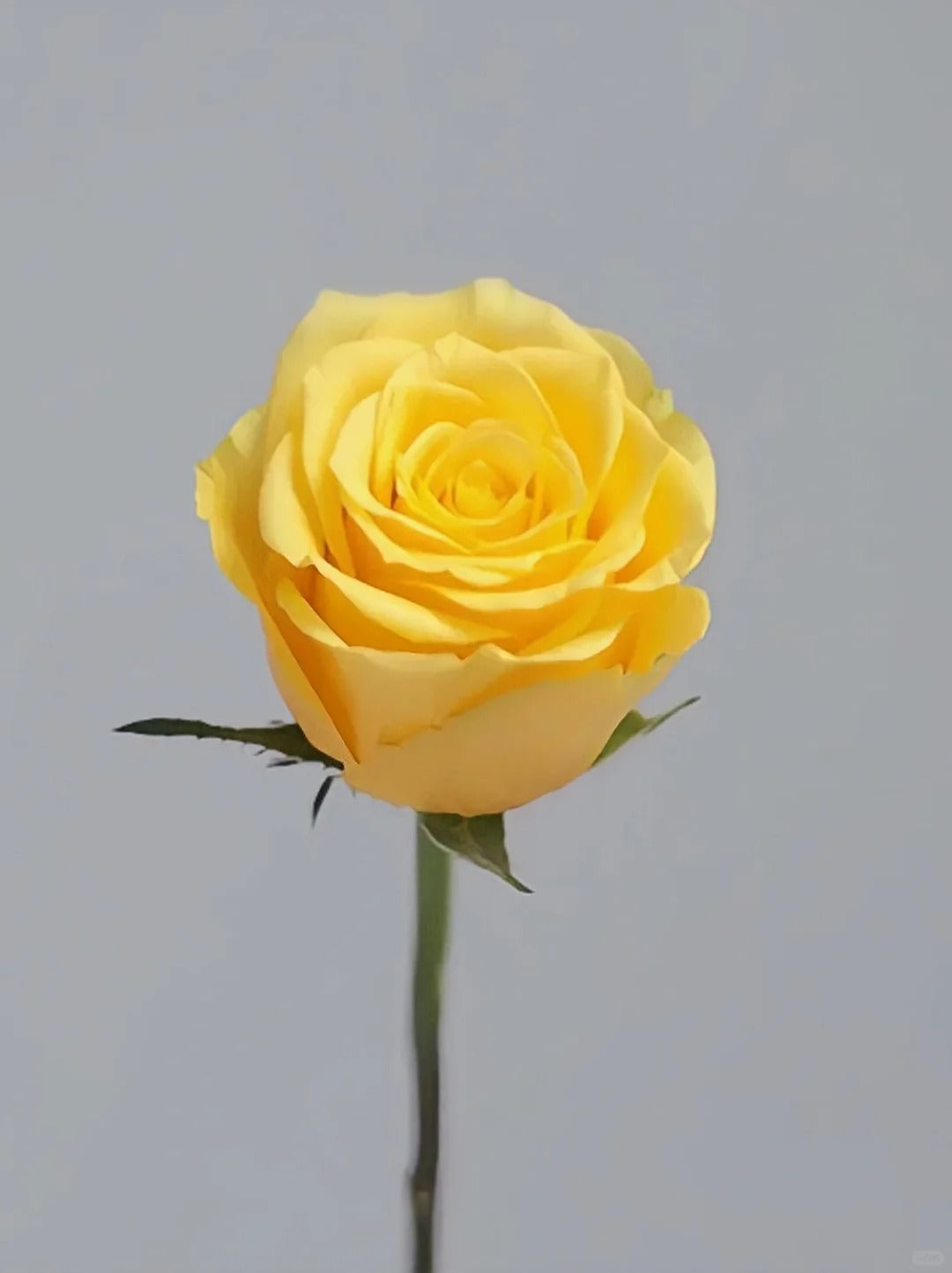 Yellow 金枝玉叶 ｜ Rose ｜20 Stalks [CN]