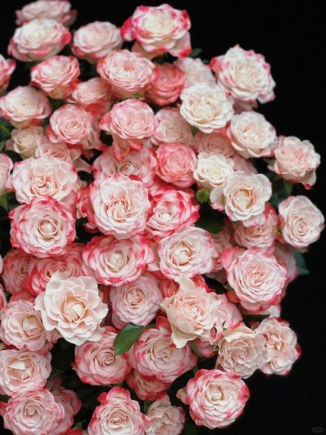 Refringence 折射｜Spray Rose｜10 Stalks [CN]