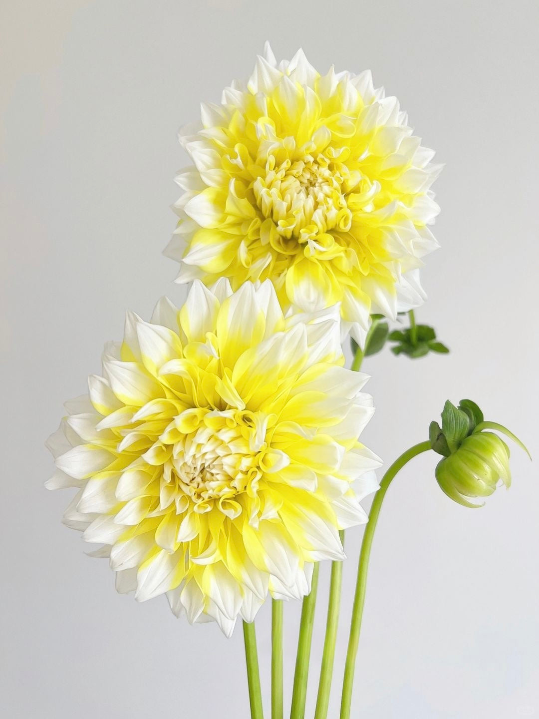 Dahlia 柠檬桃子｜5 Stalks [CN]