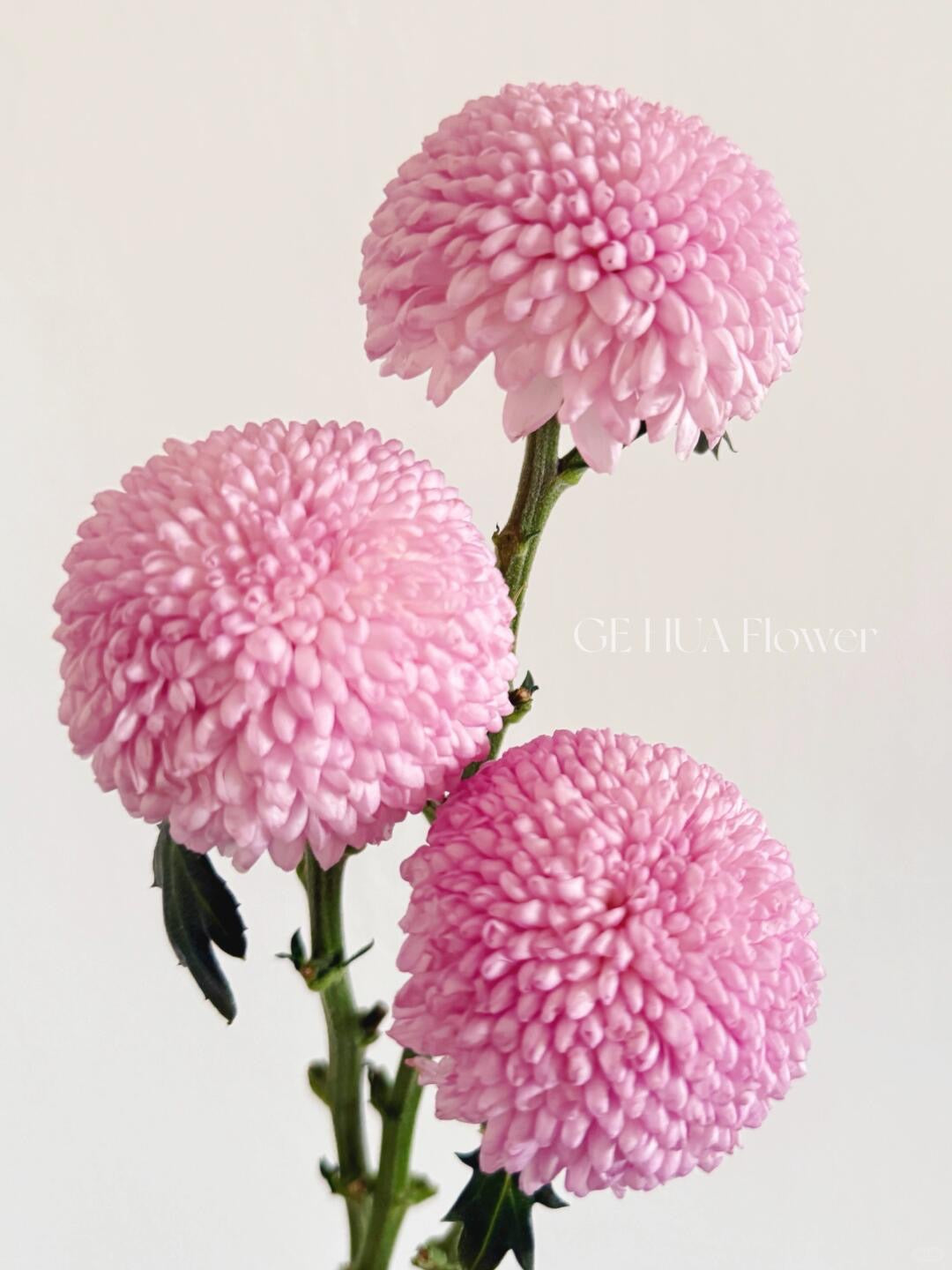 Chrysanthemum Ping Pong ｜10 Stalks [CN]