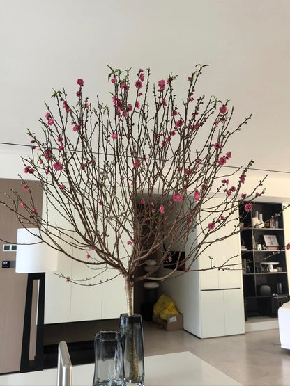 Peach Blossom｜150cm｜1 Stalk [CN]