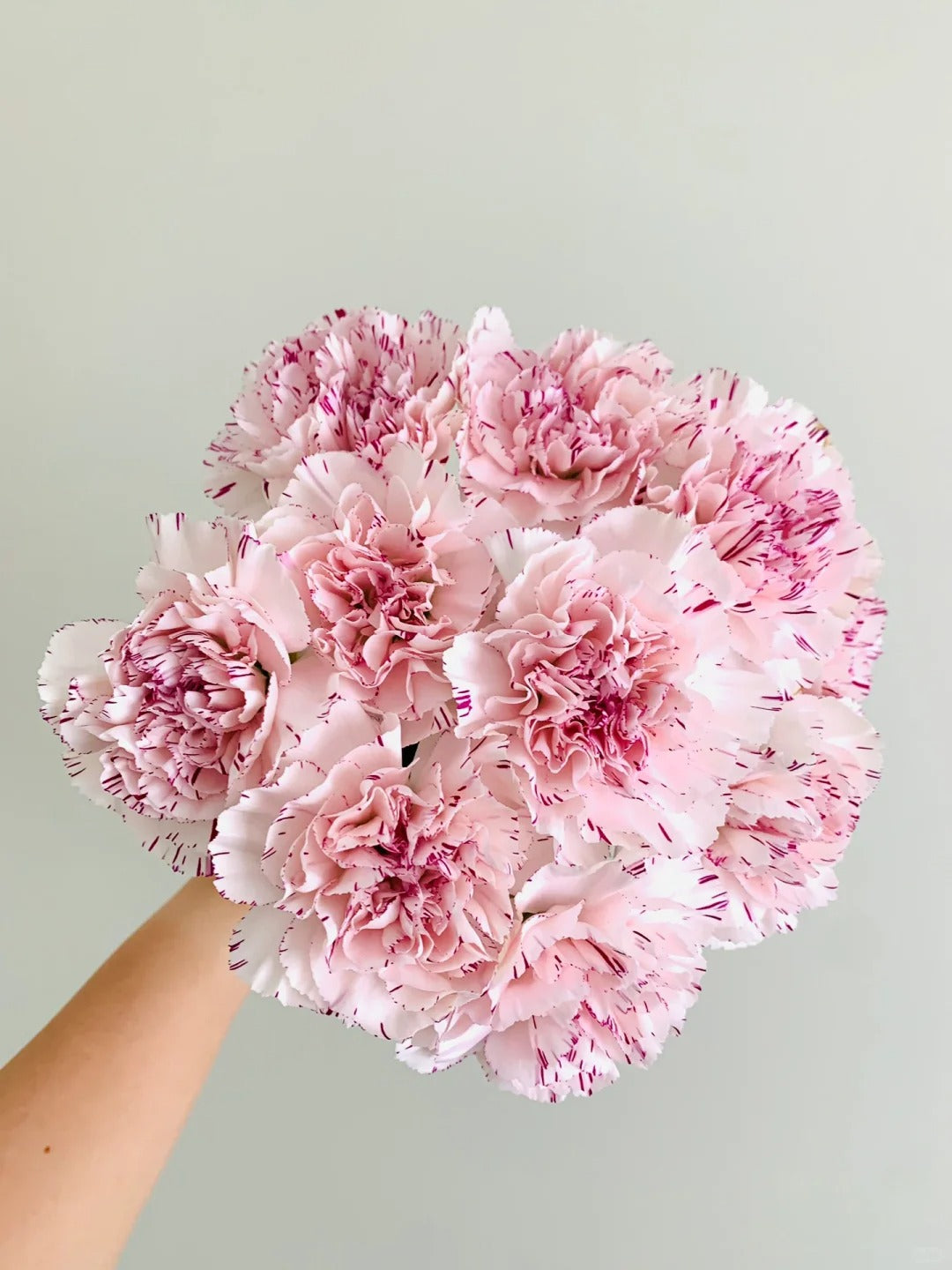 变异尤香 ｜Carnation｜10 Stalks [CN]
