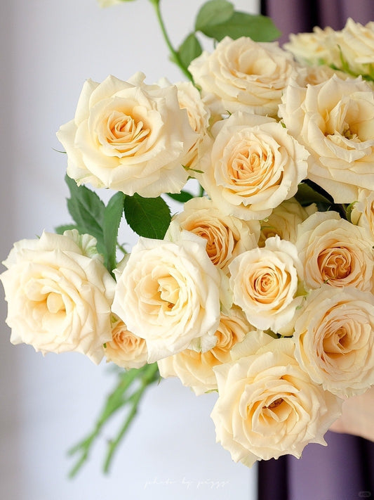 Cefiro 和风｜Spray Rose｜10 Stalks [CN]